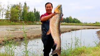 HUGE Carp Fish Fresh Caught from the Pond! The Best Fish Stewed with Tofu!  | Uncle Rural Gourmet