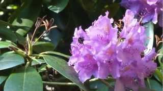 Rhododendron-Allee auf der Insel Rügen