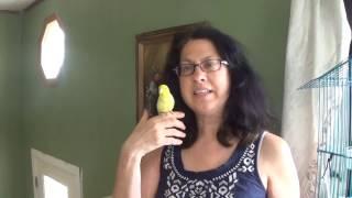 Parrotlet Hazards: How *not* to Kill a Parrotlet