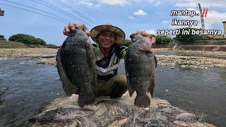 Masya Alloh hasilnya..jala ikan di sungai Taiwan dapat puluhan ikan super Babon