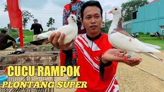 TES MERPATI DARI NEW RAMPOK PERDANA KELAPAK