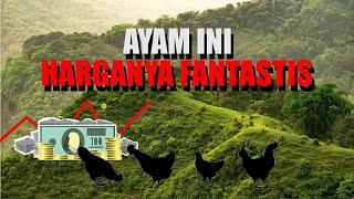 JENIS-JENIS AYAM HIAS TERPOPULER DI INDONESIA