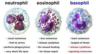 Types of Immune Cells Part 2: Myeloid and Lymphoid Lineages