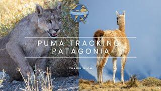 Puma Tracking - Torres del Paine, Chile