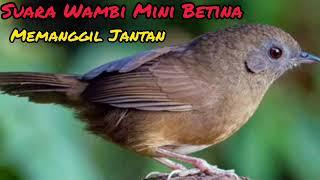 Suara Wambi Mini Betina Birahi Sangat Ampuh Memanggil Jantan