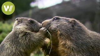 The "marmot granddad" of the Austrian Alps