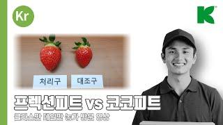 딸기 배지의 이해 _ 코코피트 vs 프렉션피트 (피트모스) _ 고설재배 _ 양액재배 _ 딸기재배 _ 딸기고설 _ 딸기상토