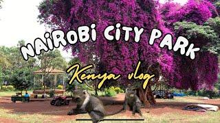 Nairobi City Park: Feeding Monkeys