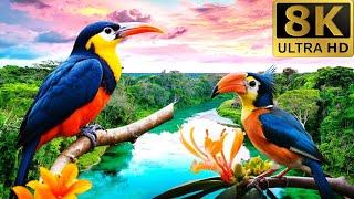 Exploring the Breathtaking Wildlife of the Amazon Rainforest | Nature Documentary  #amazon