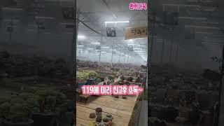 #환희다육 #연막소독하는날#곰팡이균 기타 세균들 미리예방#shorts