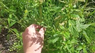 Colorado Wild Plants  - Stinging Nettle