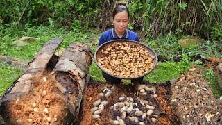 Harvest Coconut Weevils Goes To Market Sell - Daily Work Of Pregnant Women | Lý Thị Ca