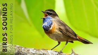 Relaxing Nature Sounds - Birds Singing Without Music, Natural Melodies for Soothe Your Soul