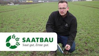 Bestandesführung Gerste Ende März 2021 | SAATBAU LINZ