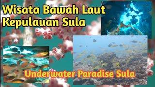 Wisata Bawah Laut Kepulauan Sula _Underwater Paradise Sula #pesonaindonesia