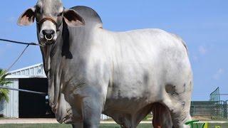 Características del ganado Brahman - TvAgro por Juan Gonzalo Angel