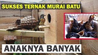 Cara Ternak Murai Batu Pemula Agar Sukses [PANDUAN LENGKAP]