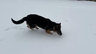 German shepherd puppy first time playing in real snow !!!!