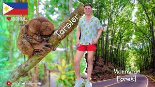 SPOTTED: THE SLEEPING TARSIERS  & THE  AMAZING MAN MADE FOREST IN BOHOL PH.