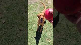 Playing Ball with Red Labs #labrador #doglife #pets