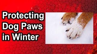 Tips for Protecting Dog Paws in Winter That Actually Work