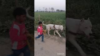 Only 3 year Child with Dogo Argentino  #shorts #viral #doglover
