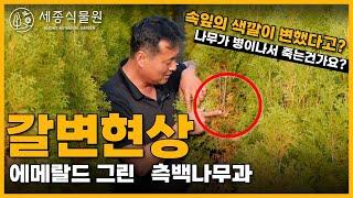 측백나무 갈변현상! 나무가 병이나서 죽는건가요? 에메랄드그린 속잎의 색깔이 변했을때 / 세종식물원