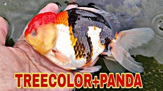 IKAN ORANDA TREECOLOR DAN PANDA//INDUKAN