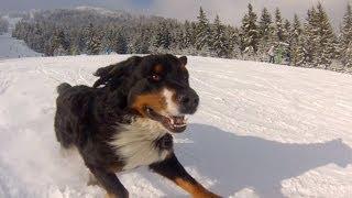 GoPro: Powder Hound