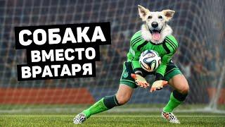 ВРАТАРЯ ЗАМЕНИЛИ СОБАКОЙ. Появления животных на футбольном поле. Футбольный топ @120ЯРДОВ