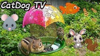 A Video for Cats with Mice Squirrels a Rabbit Fish Birds Insects Bees and Chipmunks - Cat Dog TV