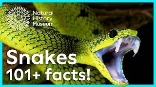 Sensational snakes: 100+ facts you need to know!