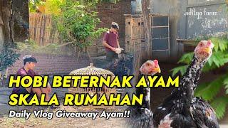 HOBI BETERNAK AYAM BANGKOK SKALA RUMAHAN || Vlog AdityaFarm99