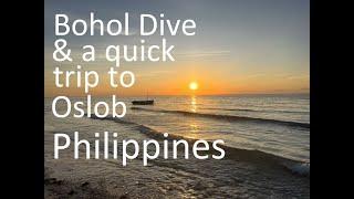 Bohol Dive & a quick trip to Oslob