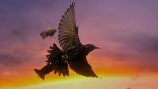 How do starling birds flock? - Life in the Air: Episode 3 Preview - BBC