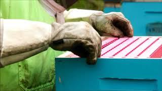 Follow our beekeepers at work in beautiful New Zealand