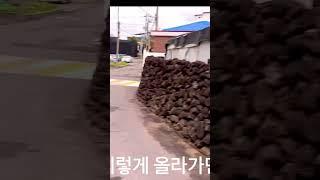 이호테호 해수욕장 걸어 3분거리에 있는 상가 주택을 올려달라고 히셔서 올려봅니다. #제주여행 #문어잡기 #제주펜션 #제주부동산 #제주돌담집 #제주도집매매 #제주펜션 #펜션매매