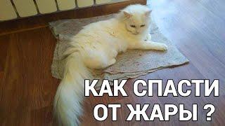 Как спасти кошку от жары в квартире как помочь кошке в жару ?