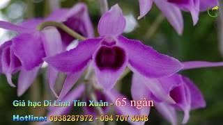 Hết Hàng/ Giả hạc Di Linh Tím Xuân | Duy Phong Orchid