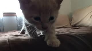 My Baby Kitty video 1!! ‍⬛