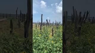 #彰化漢寶濕地#挖呀挖呀挖蛤蠣
