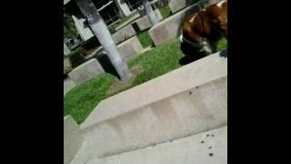 Saint Bernard SWC