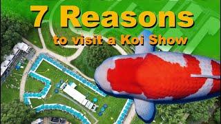 7 Reasons to visit a Koi Show