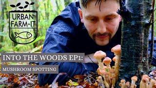 Mushroom Foraging & Identification (A Day In the Woods) | Urban Farm-It's Classroom