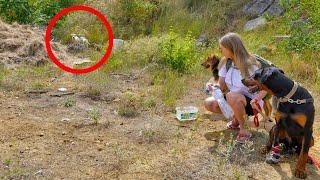 Puppies Found in Forest were Too Scared to Let Us Save Them Until That...