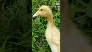 How to tell if a 3 weeks old duckling is male or female, Drake or duck by sound