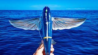 Flying Fish Lure (Just like a real fish)