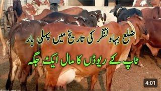 pakistan best Quailty johk Qasim k rewad ki cows for sale first timer secend timer