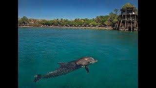 Le Récif des Dauphins à Eilat : une rencontre de rêve avec la vie sauvage