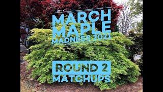 Maple Madness 2021 Round 2